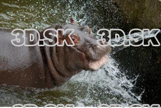 Hippo baby 0043